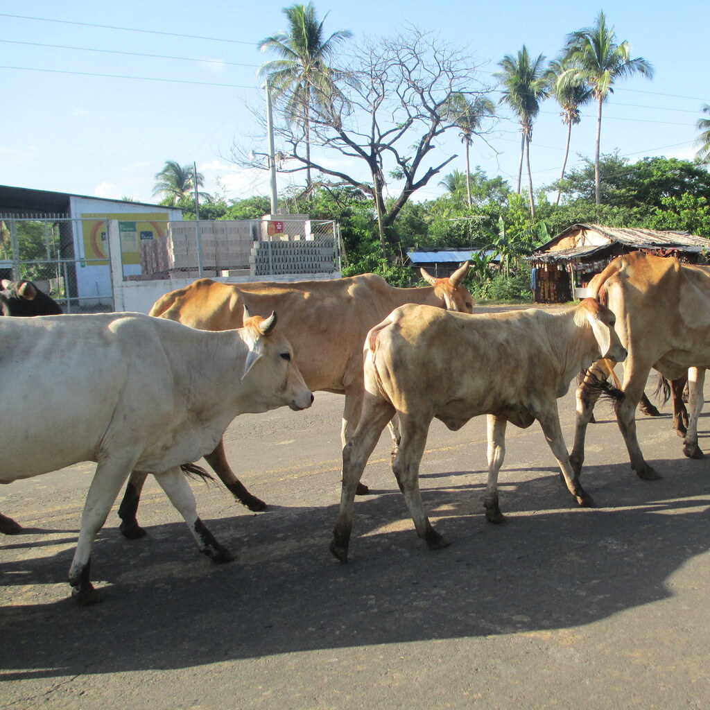 Photo of cattle