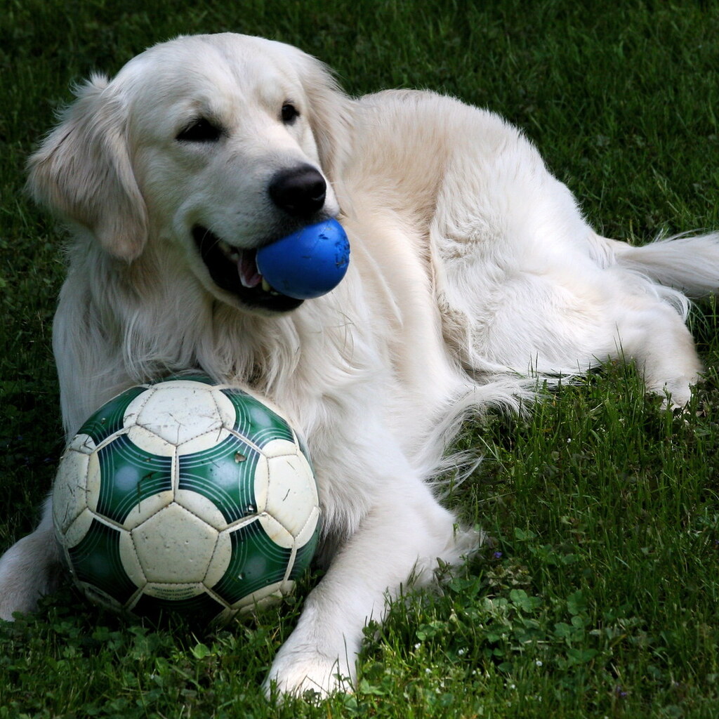 Photo of a dog