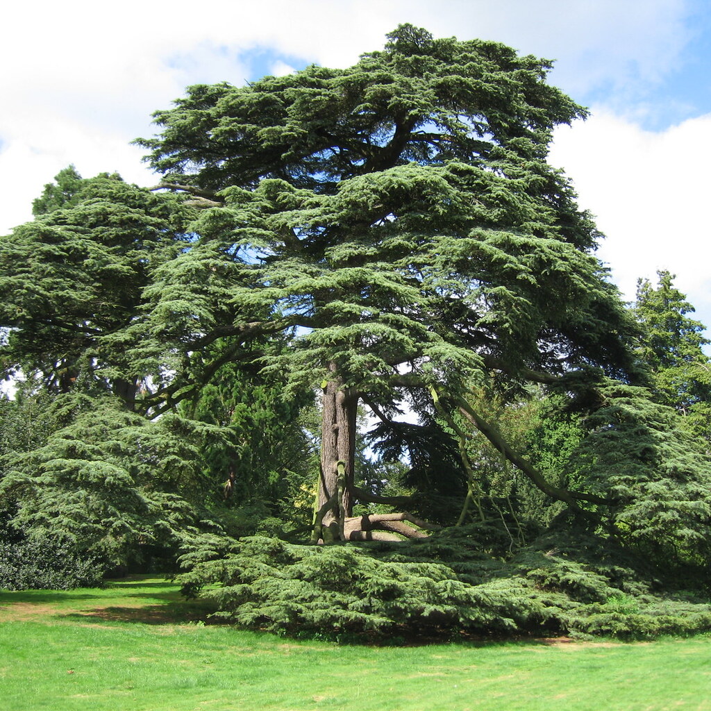 Photo of a cedar tree