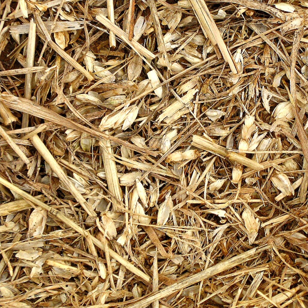 Photo of chaff