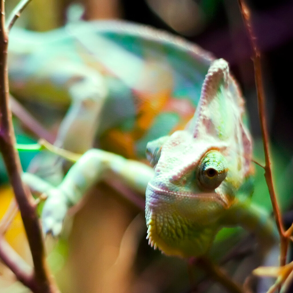 Photo of a chameleon