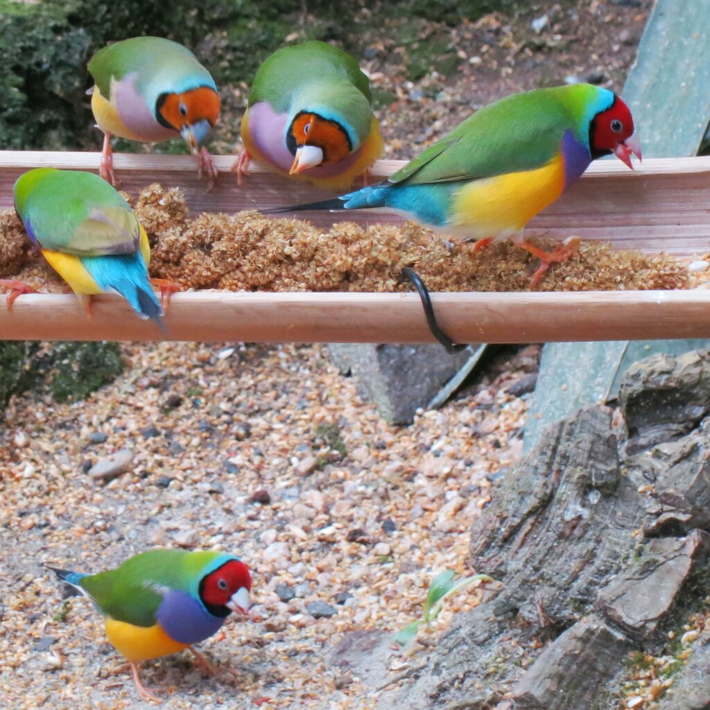 Photo of a group of finches