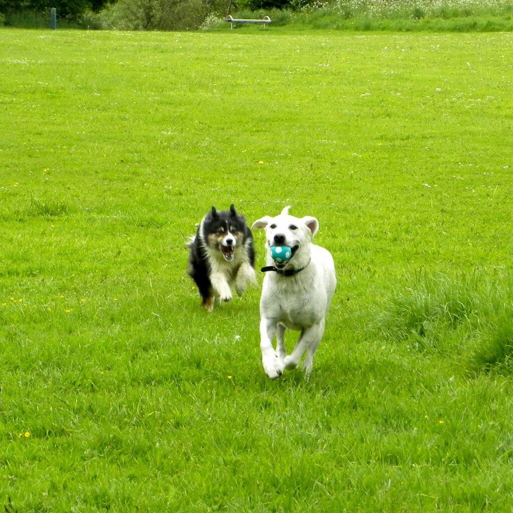 Photo of two dogs chasing a frisbee