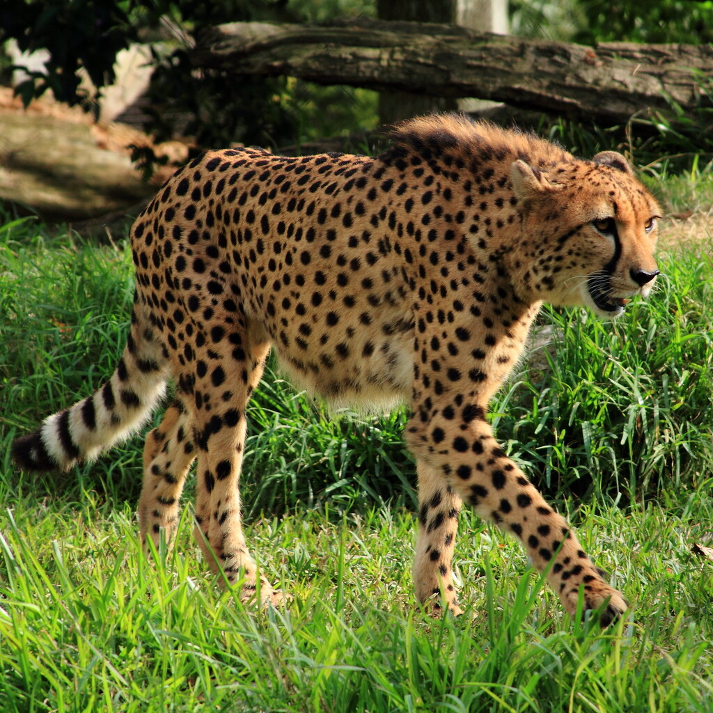 Photo of a cheetah