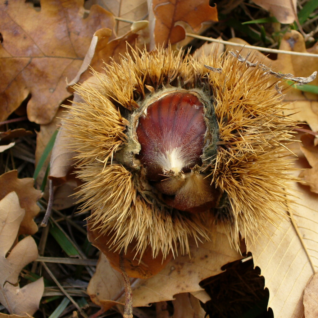 Photo of a chestnut in its shell