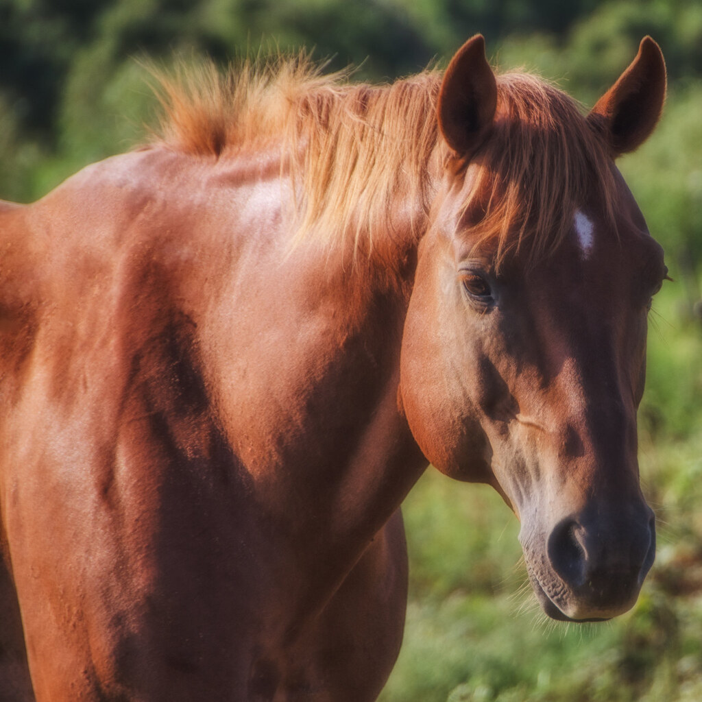 Photo of a chestnut horse.