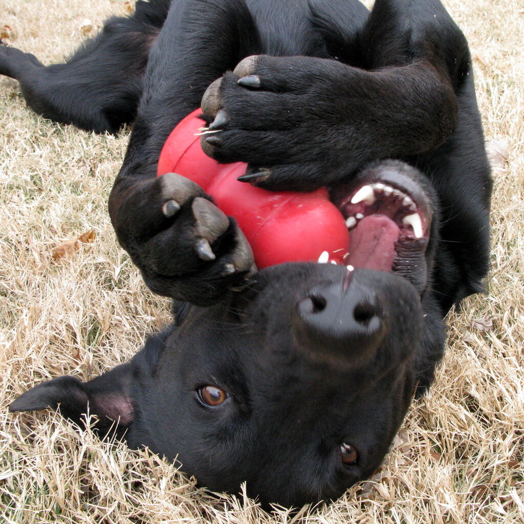 Photo of a dog chewing a ball