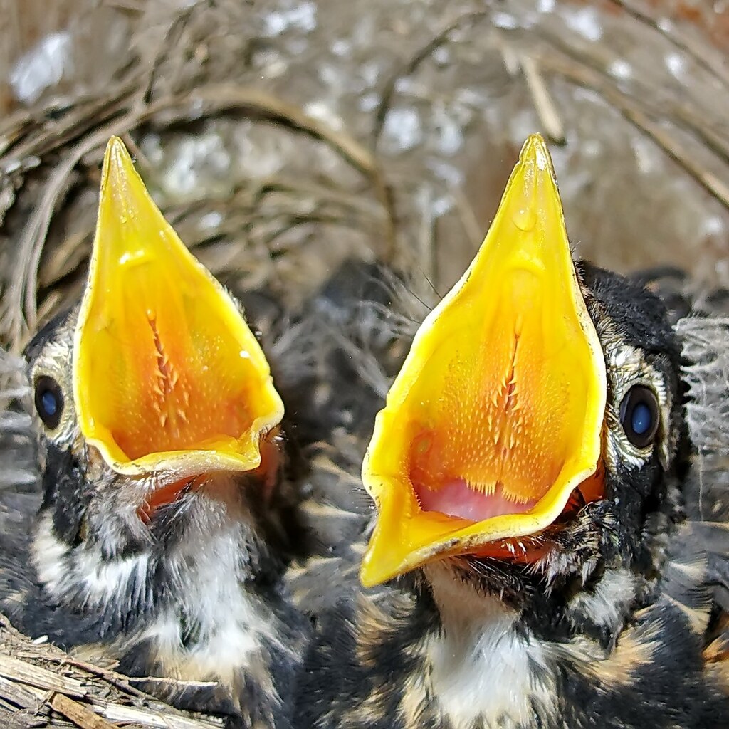 Photo of baby chicks