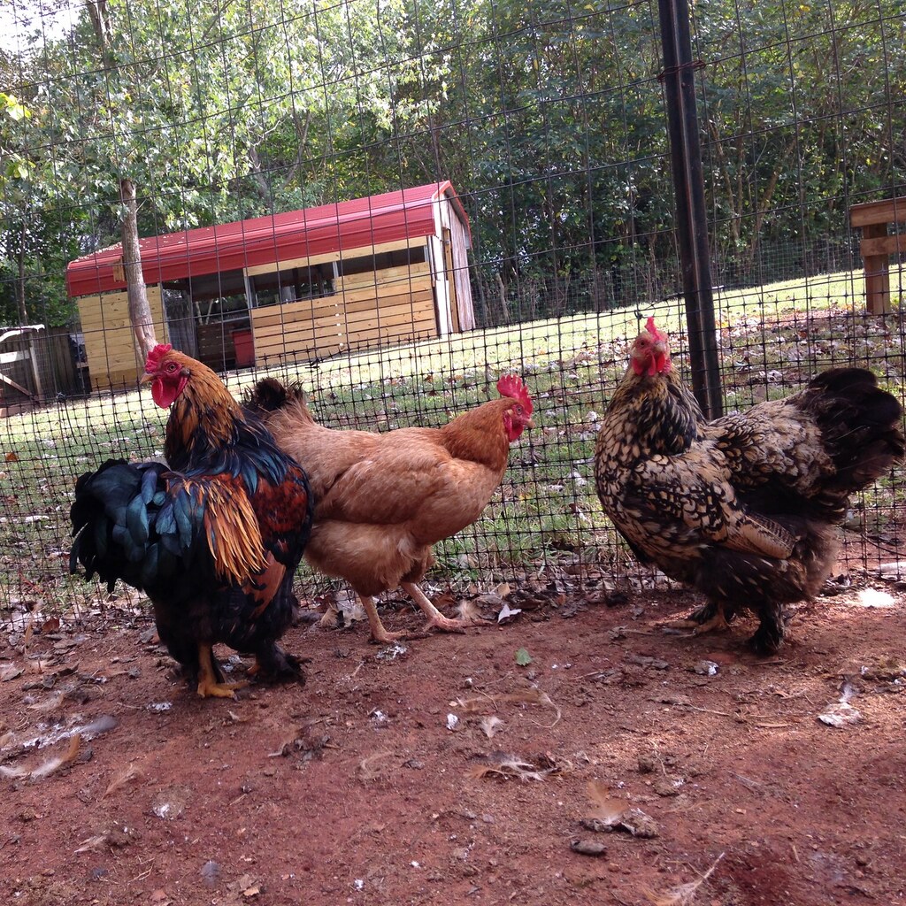 Photo of chickens.
