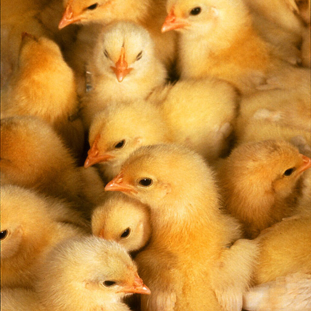 Photo of baby chicks