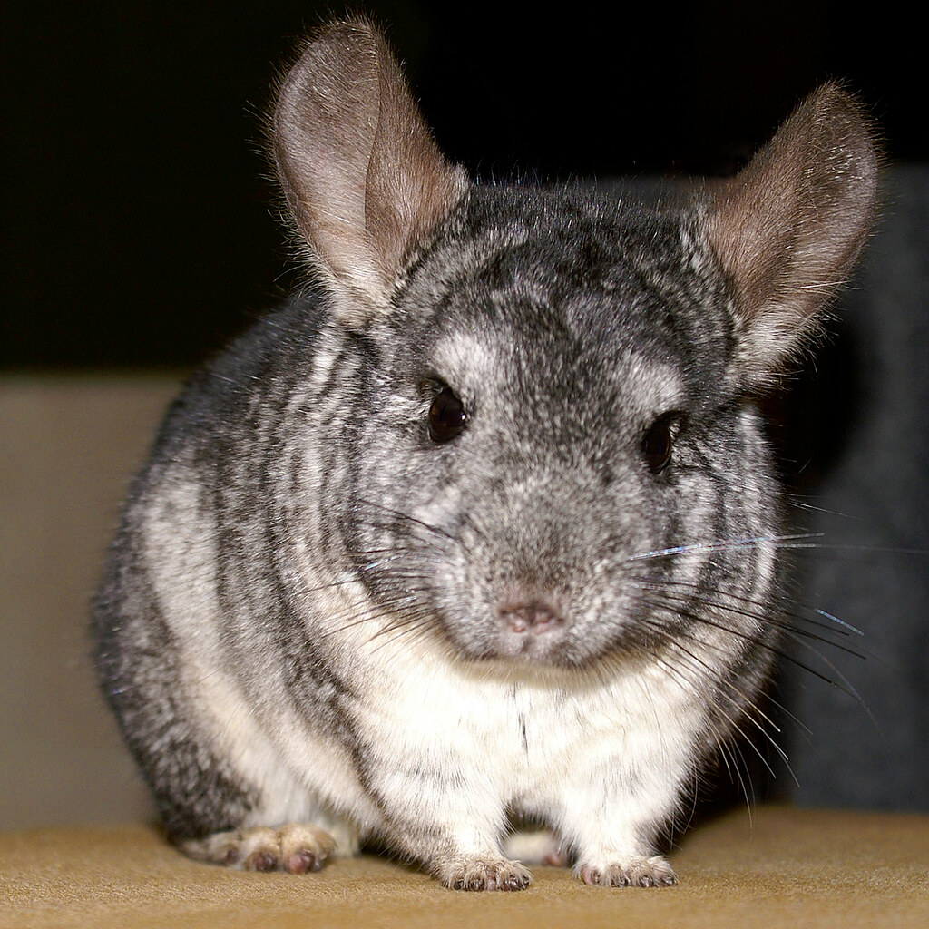 Photo of a chinchilla