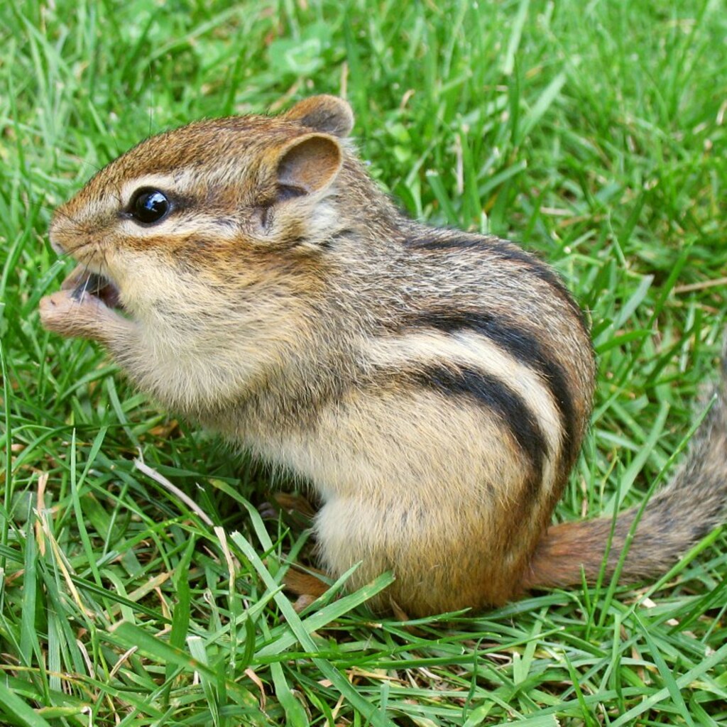 Photo of a chipmunk
