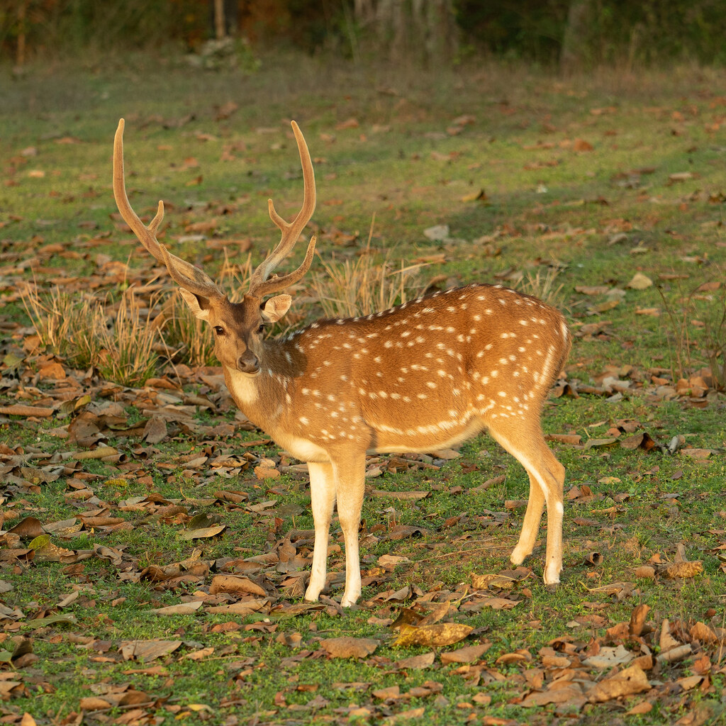 Photo of a chital deer