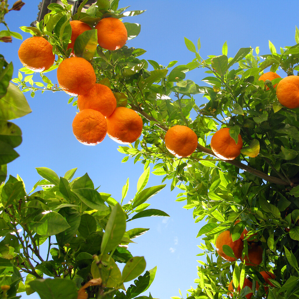 Photo of citrus fruit