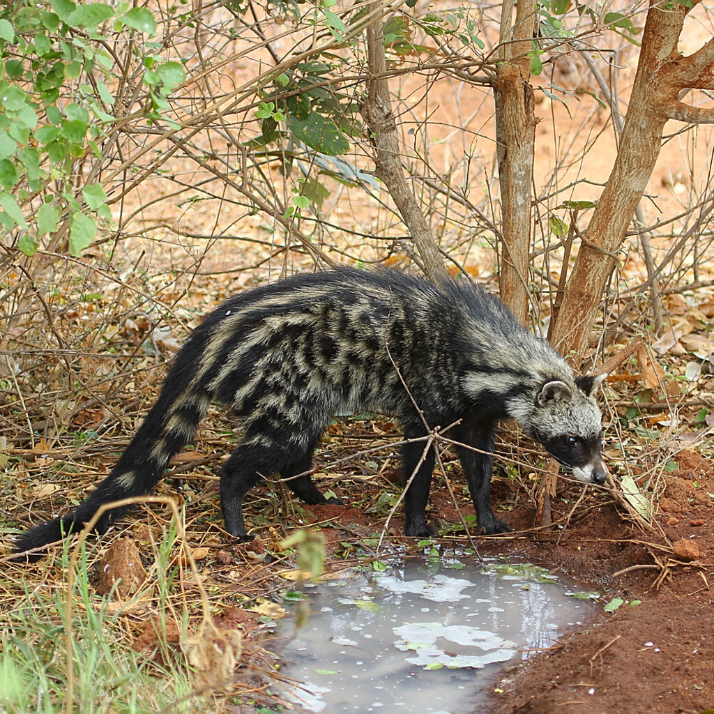 Photo of a civet