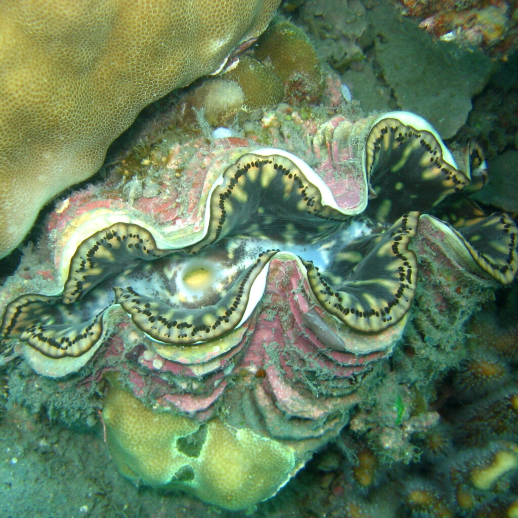 Photo of a giant clam