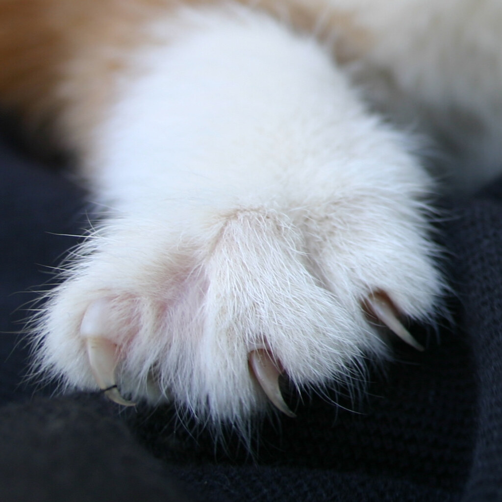Photo of a kitten's claw