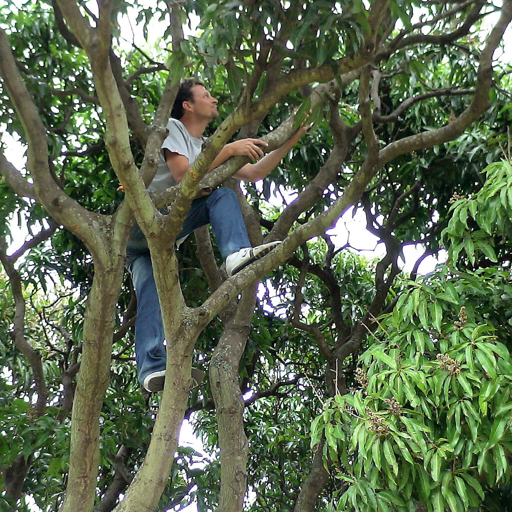 Photo of a man climbing a tree