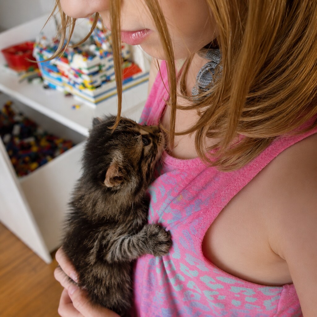 A kitten clinging to a girl