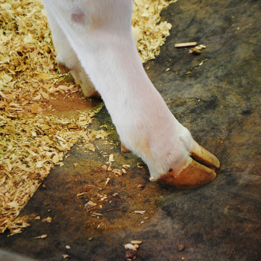 Photo of a cloven hoof