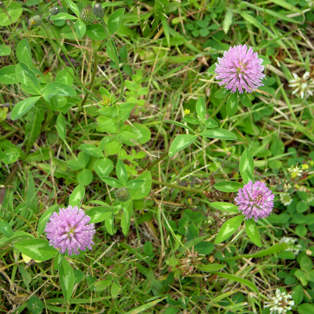 Photo of clover