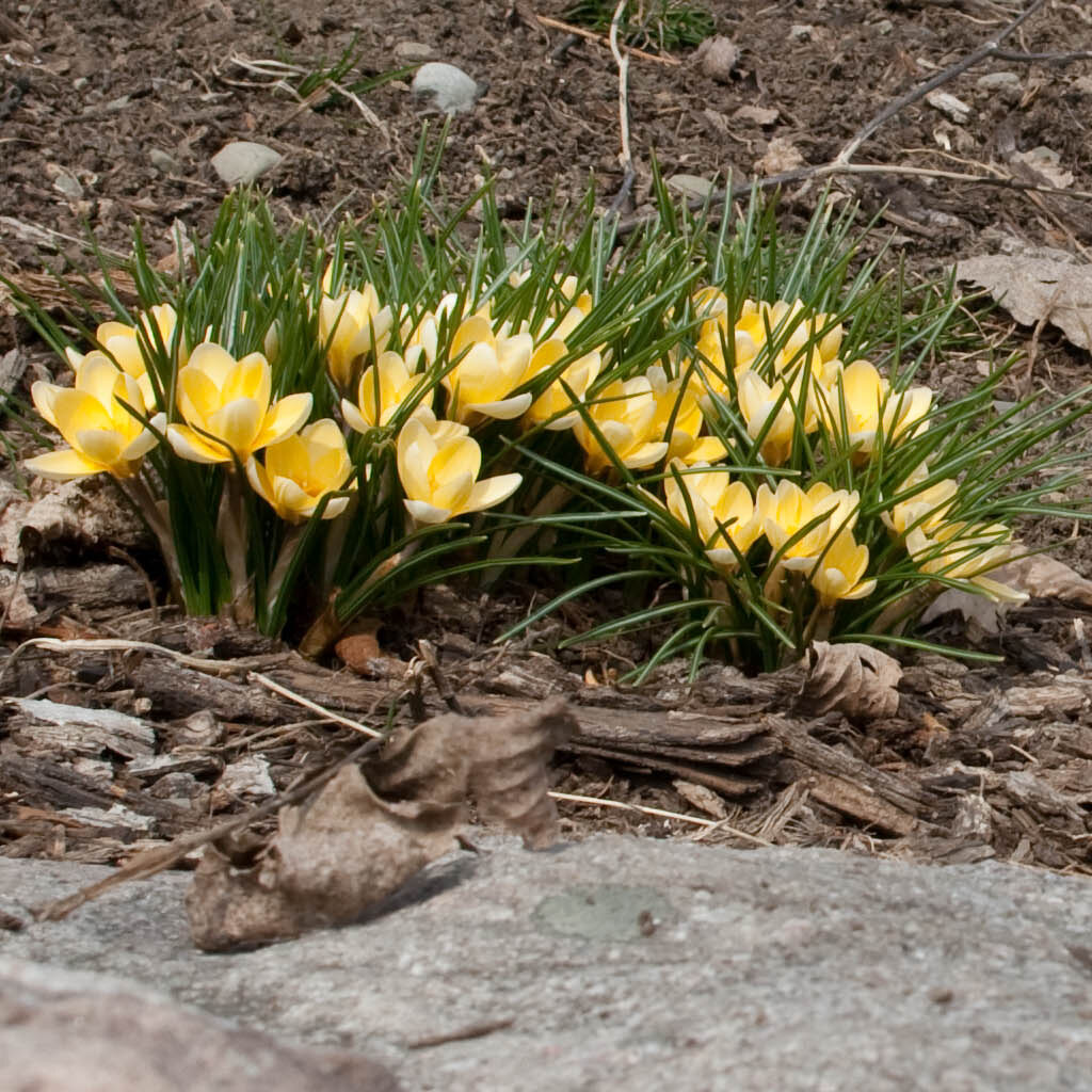 Photo of a clump of flowers
