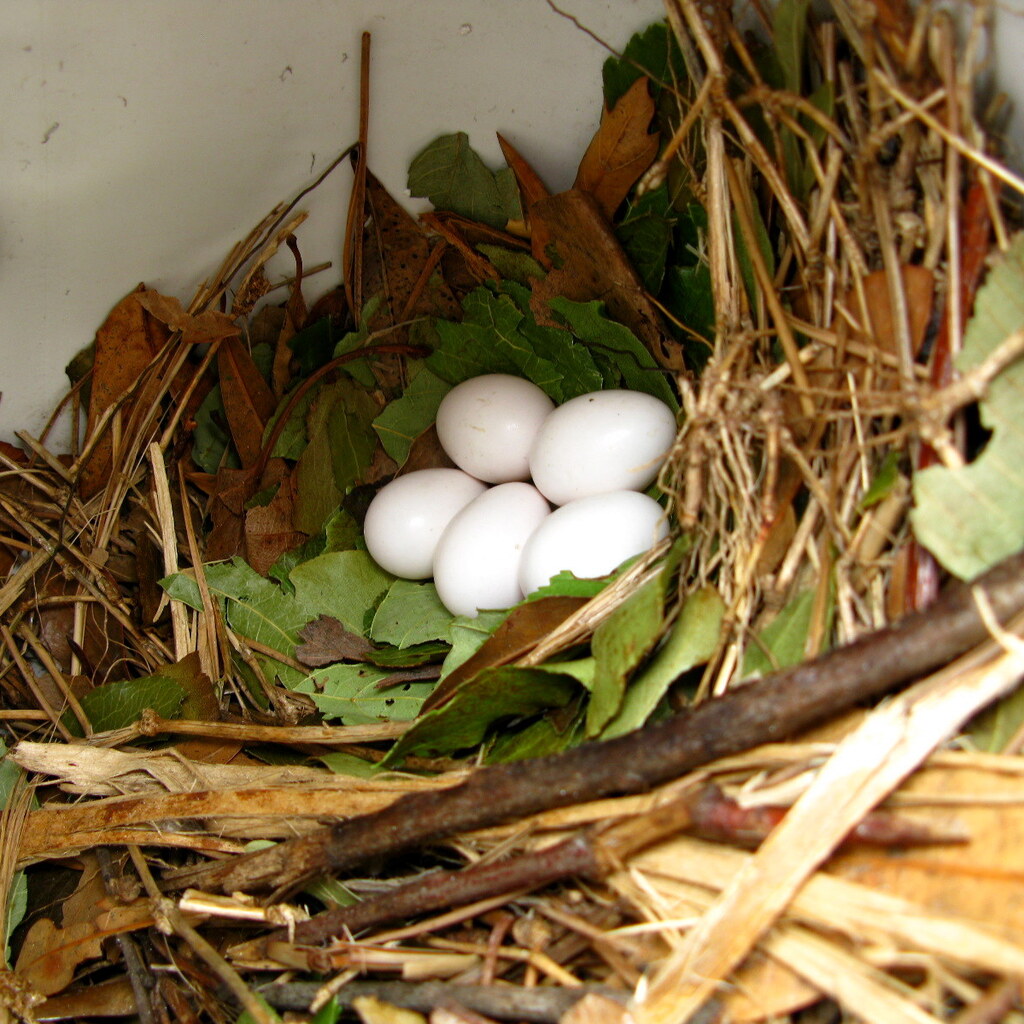 Photo of a clutch of eggs