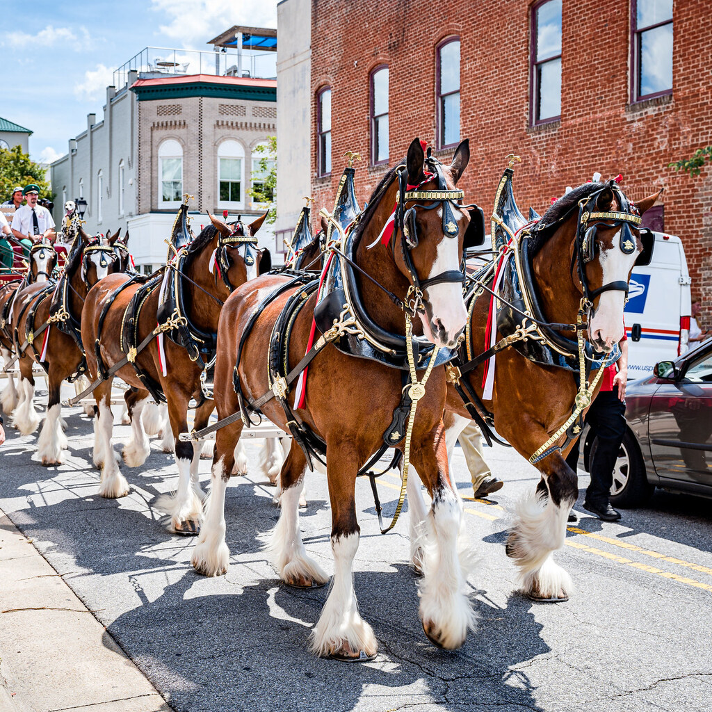 Photo of clydesdale horses