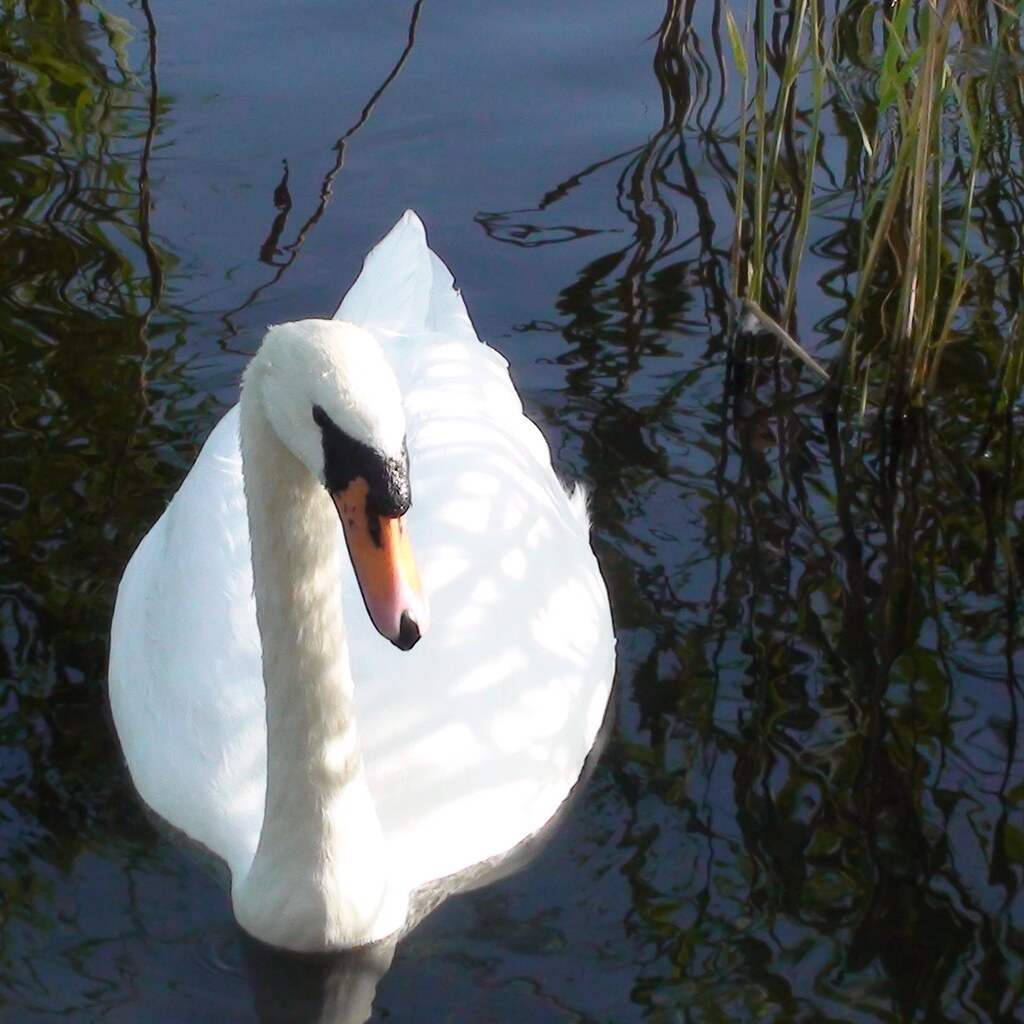 Photo of a male swan