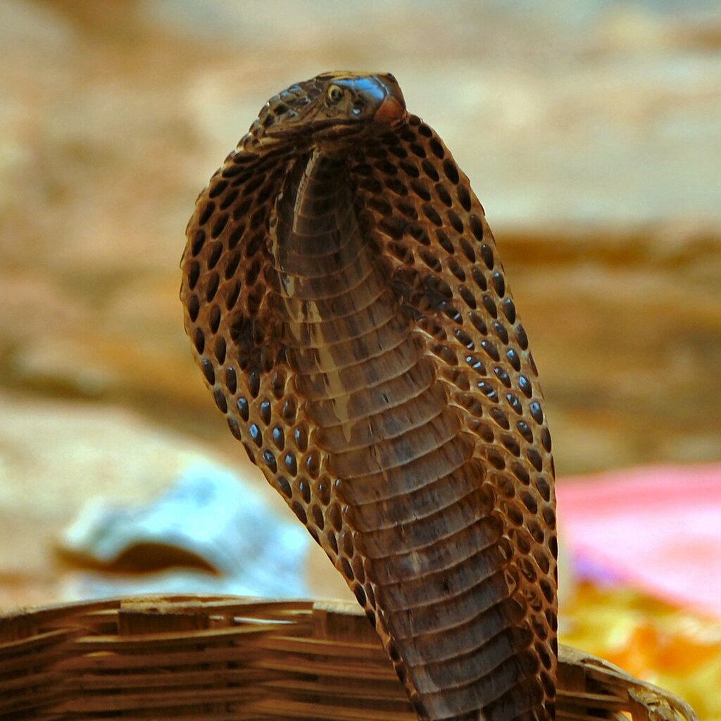 Photo of a cobra.