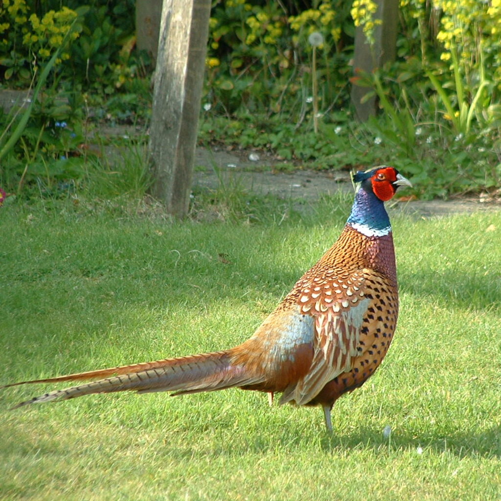 Photo of a cock pheasant.