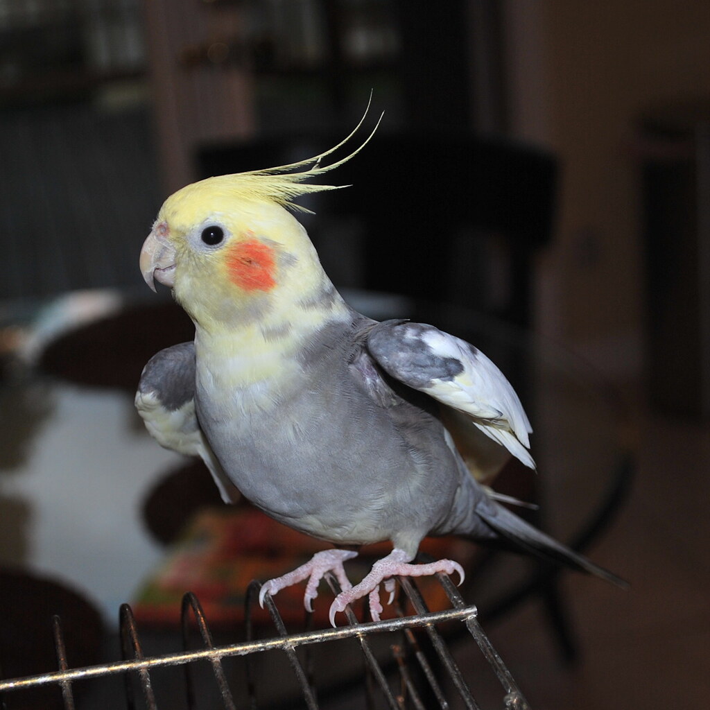 Photo of a cockatiel