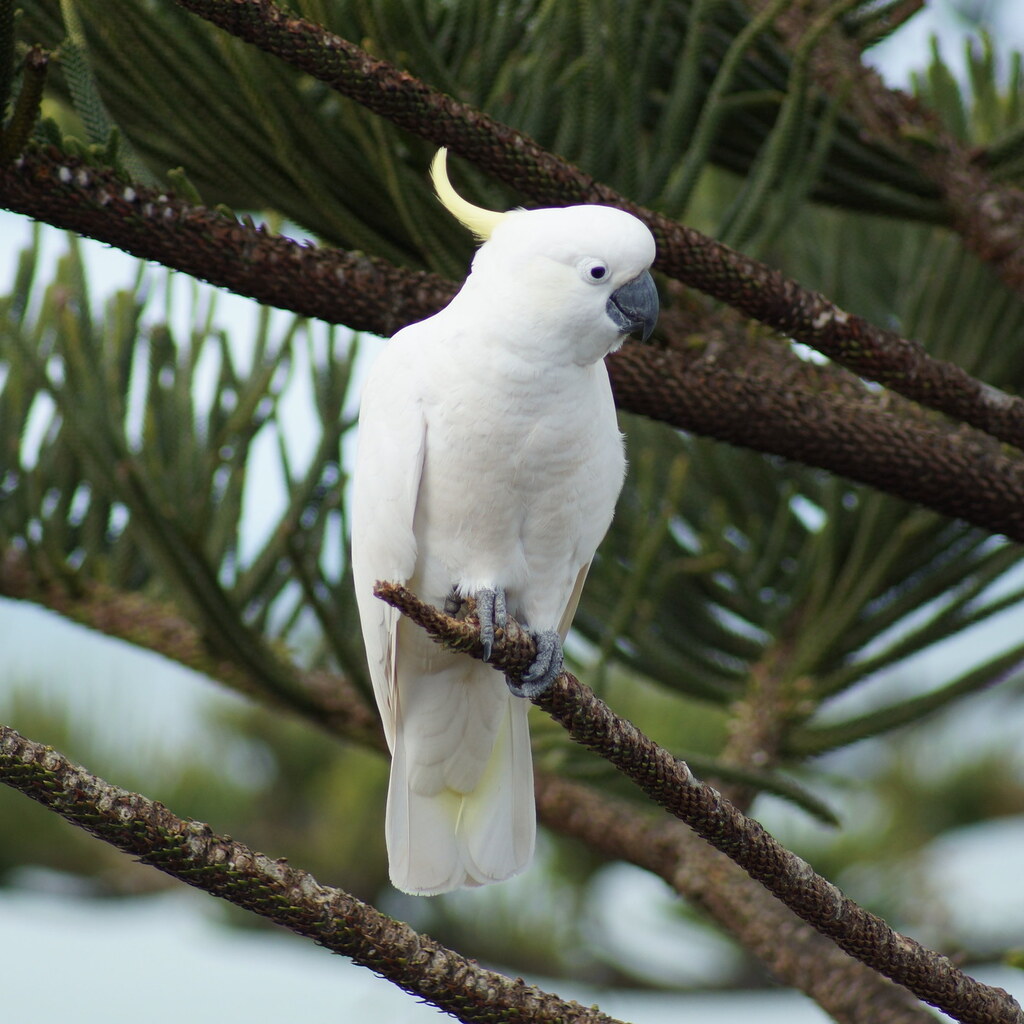 Photo of a cockatoo