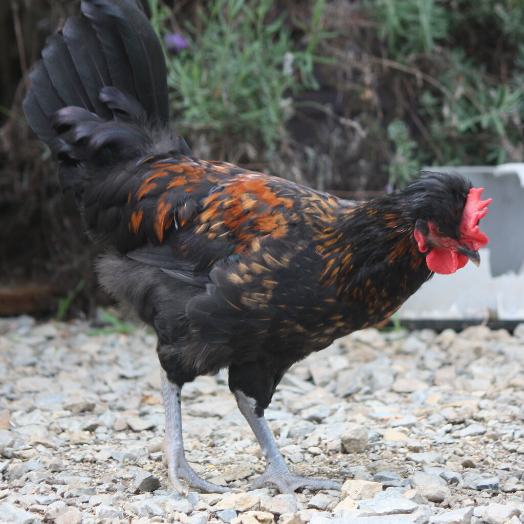 Photo of a cockerel