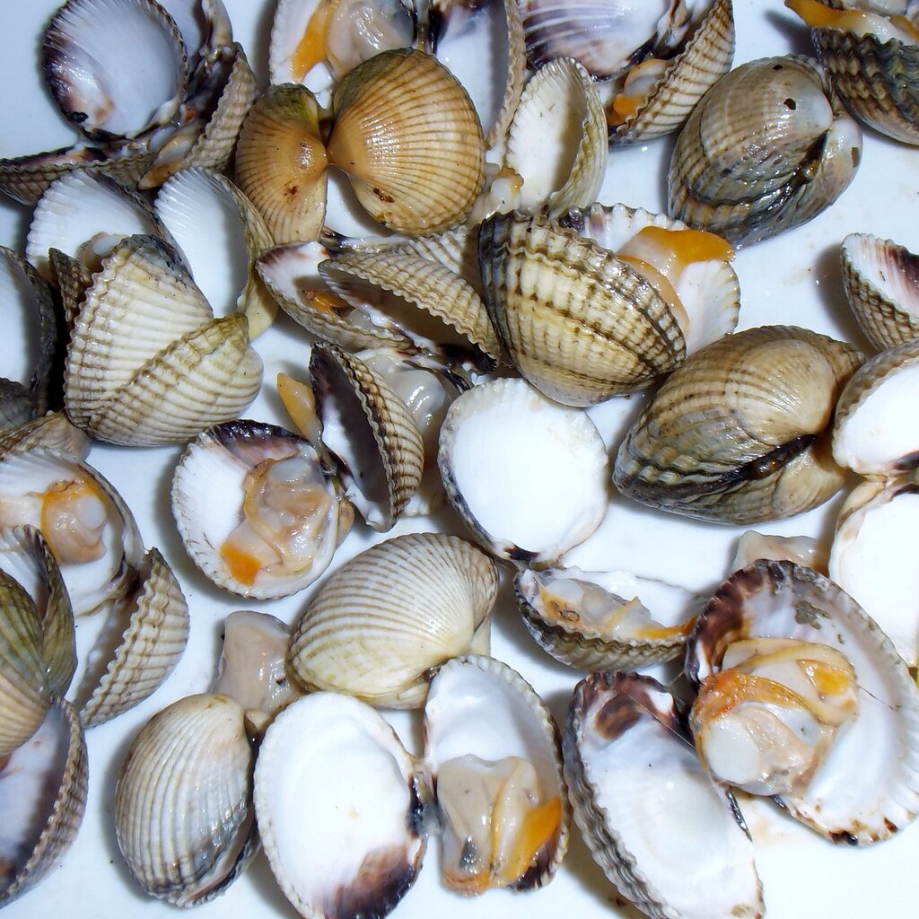 Photo of cockles