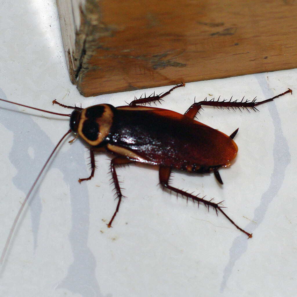 Photo of a common cockroach
