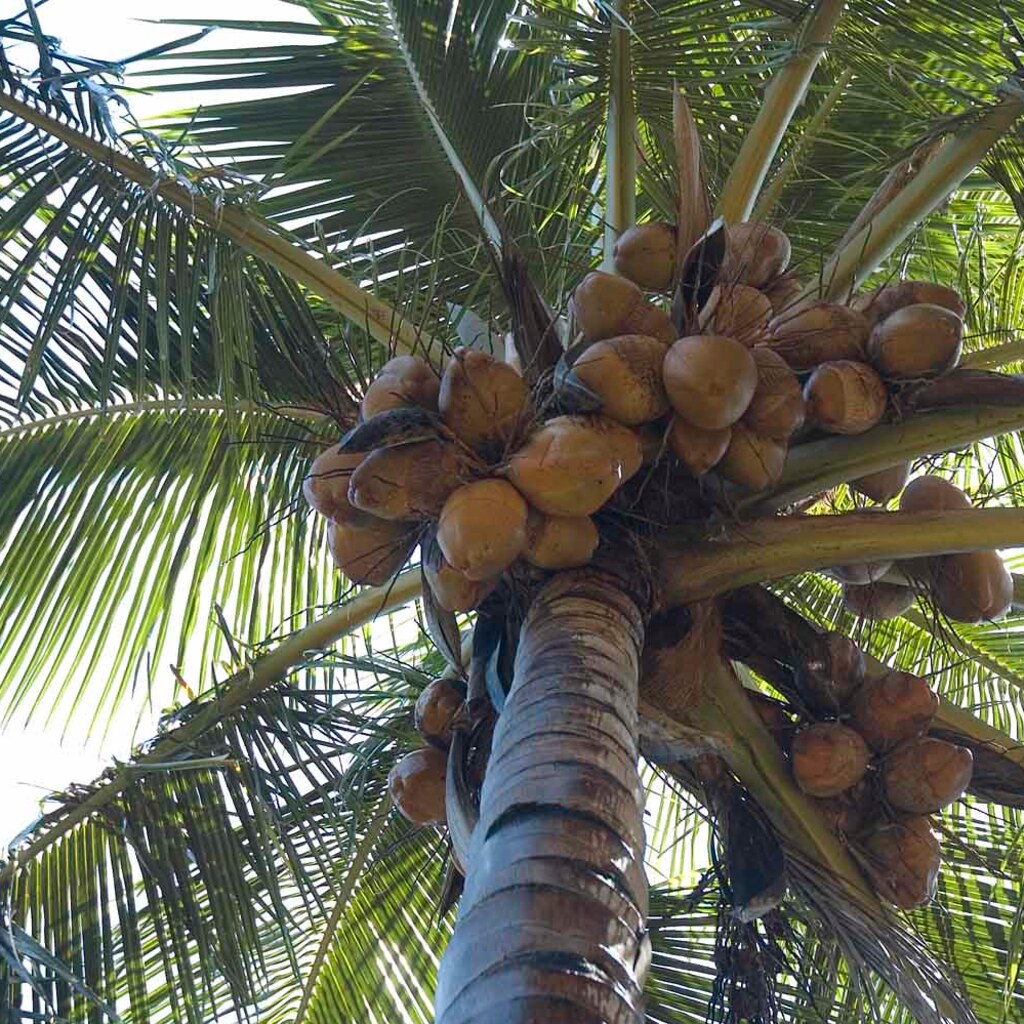 Photo of coconuts
