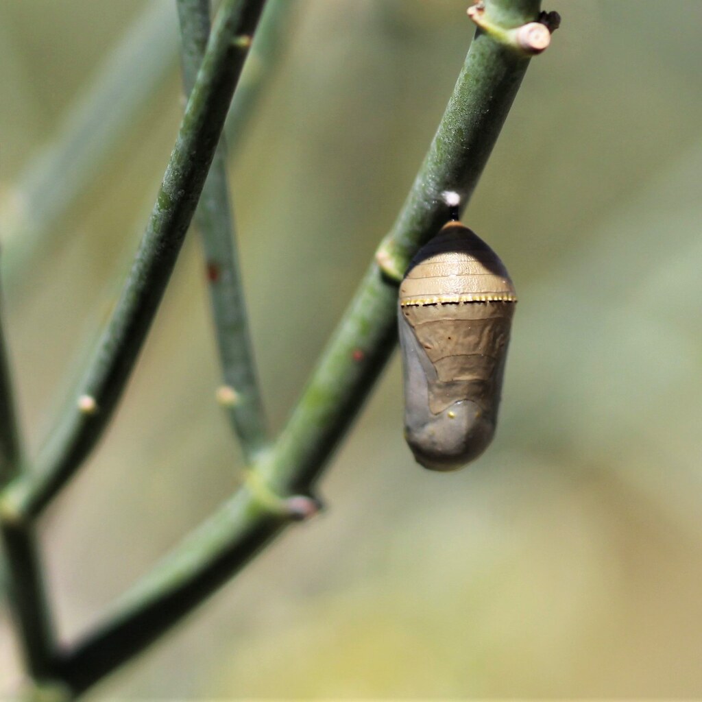 Photo of a cocoon