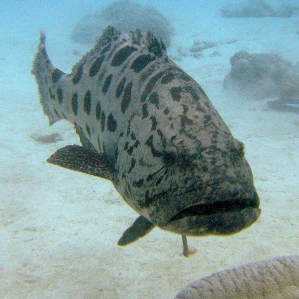 Photo of a cod