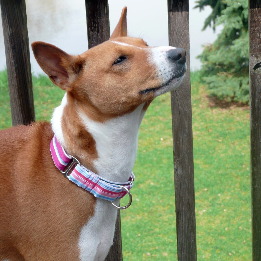 Photo of a dog wearing a collar