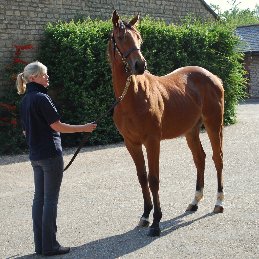 Photo of a colt