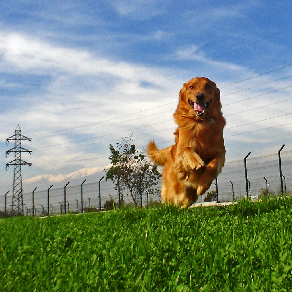Photo of a dog coming when called
