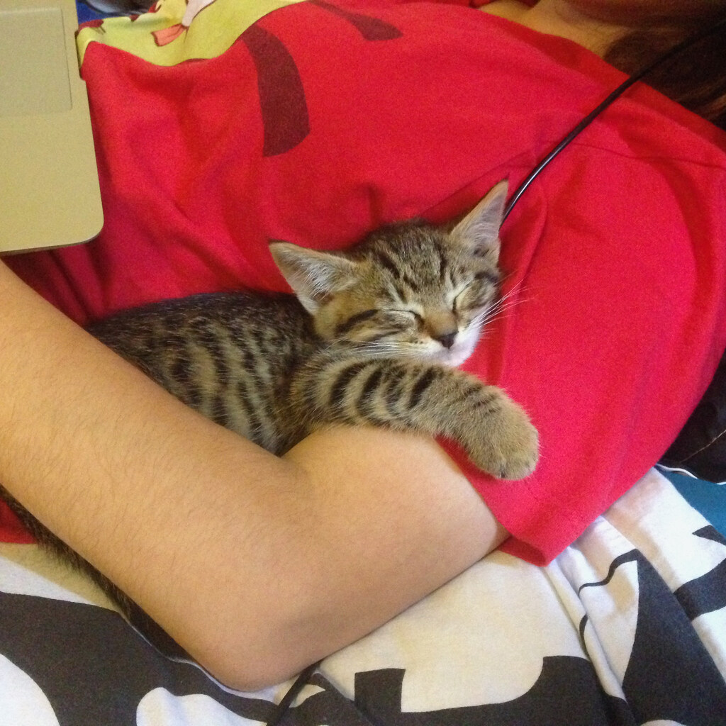 Photo of a comfortable kitten