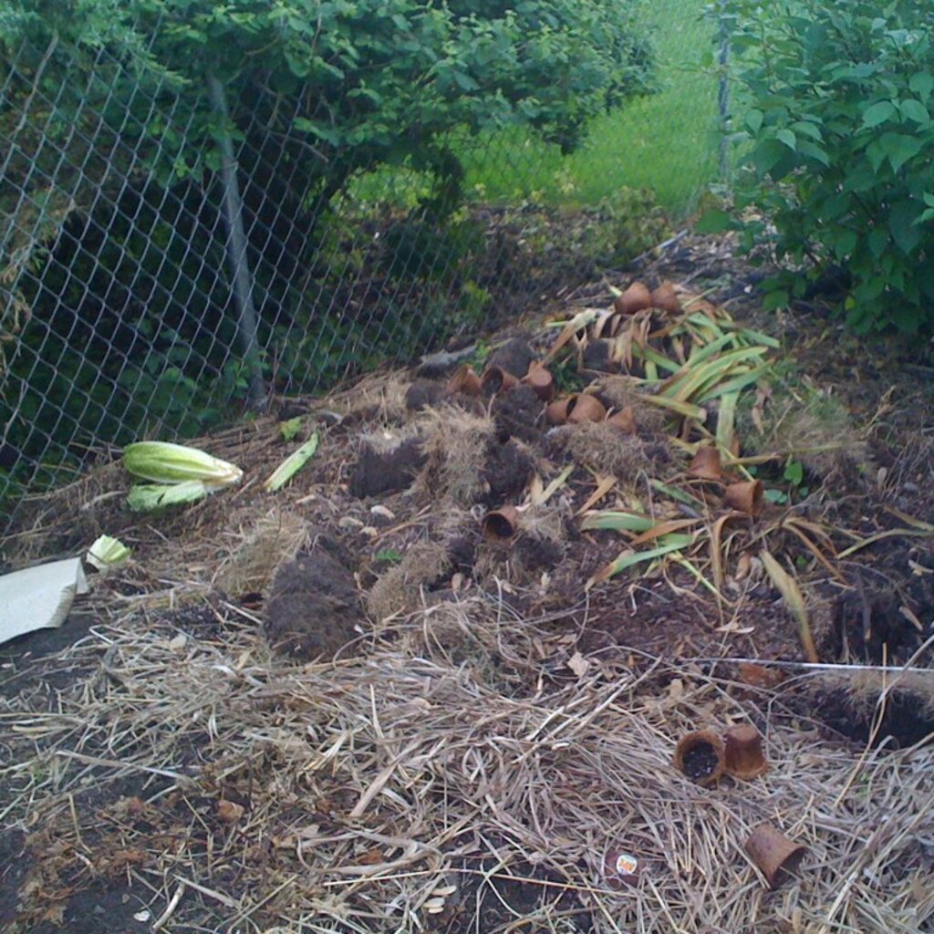 Photo of compost.