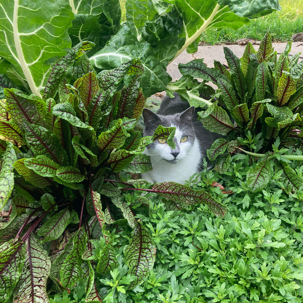 Photo of a concealed cat