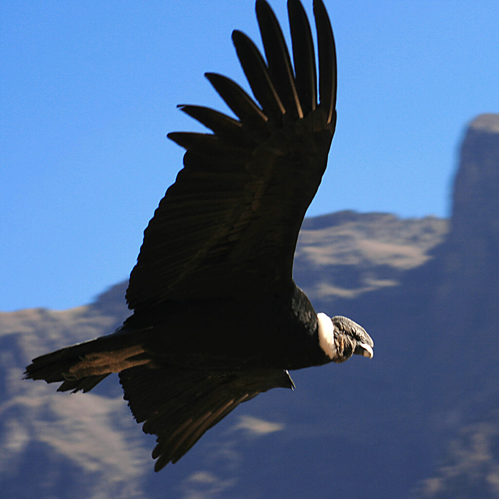 Photo of a condor