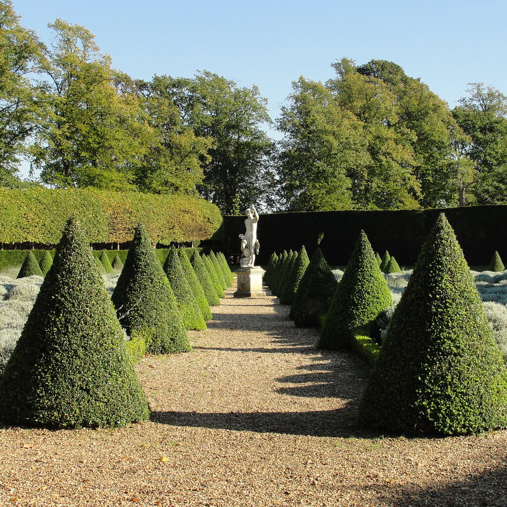 Photo of cone shaped trees