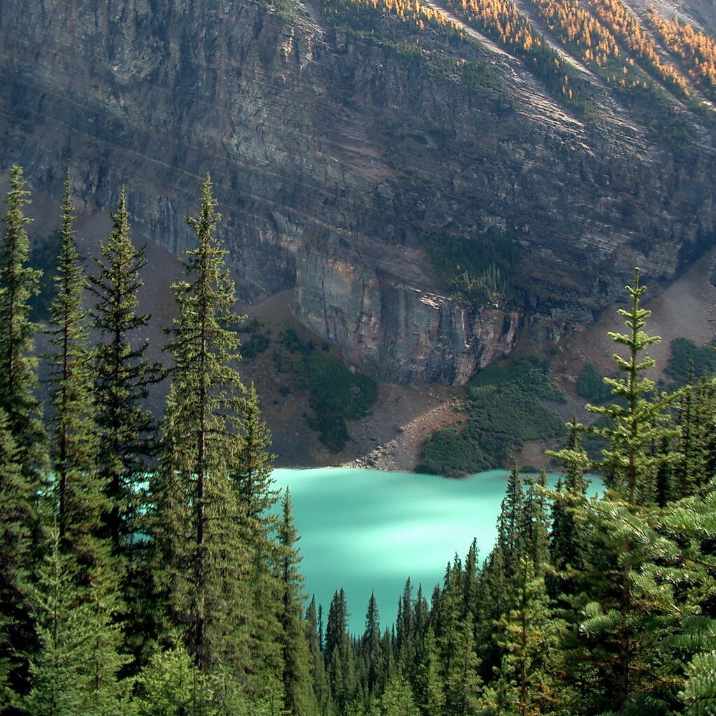 Photo of conifers