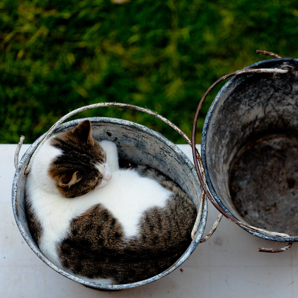 Photo of a cat in a bucket