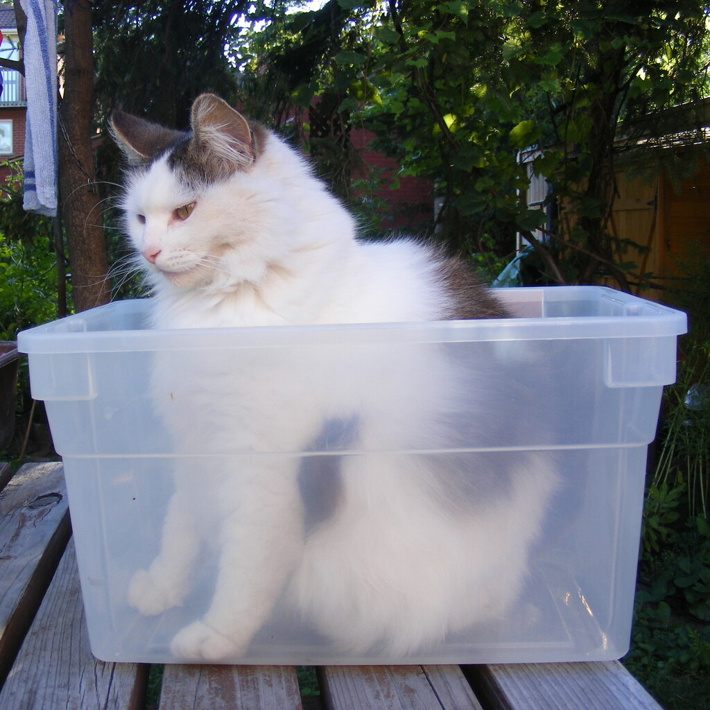 Photo of a cat in a plastic container